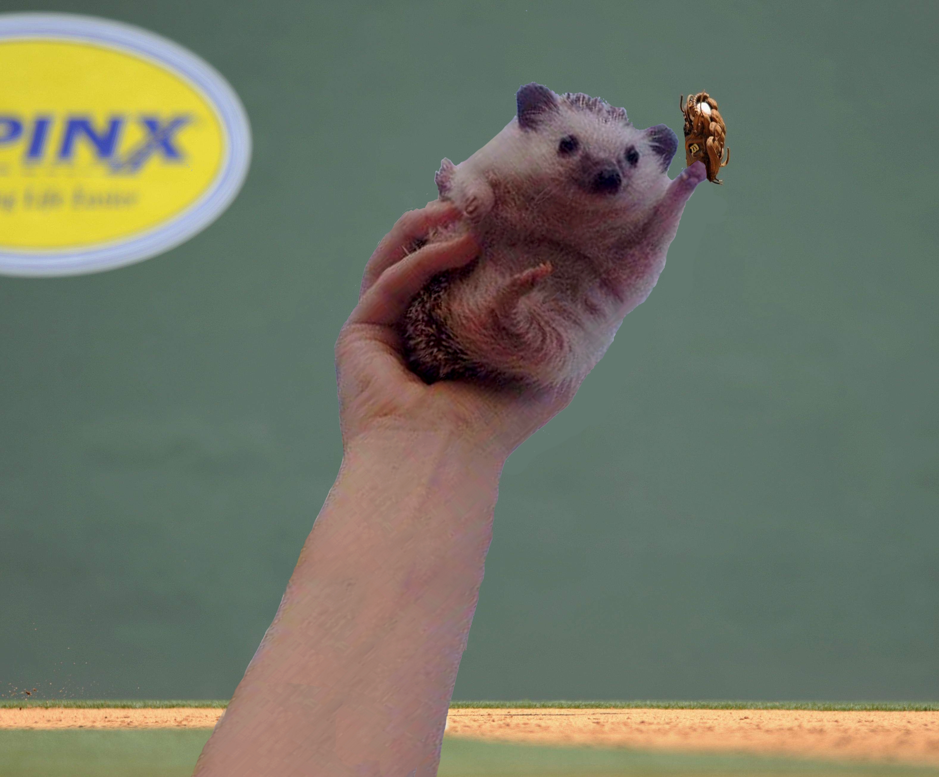 Adorable Cheering Hedgehog Gets Funny Photoshop Treatment